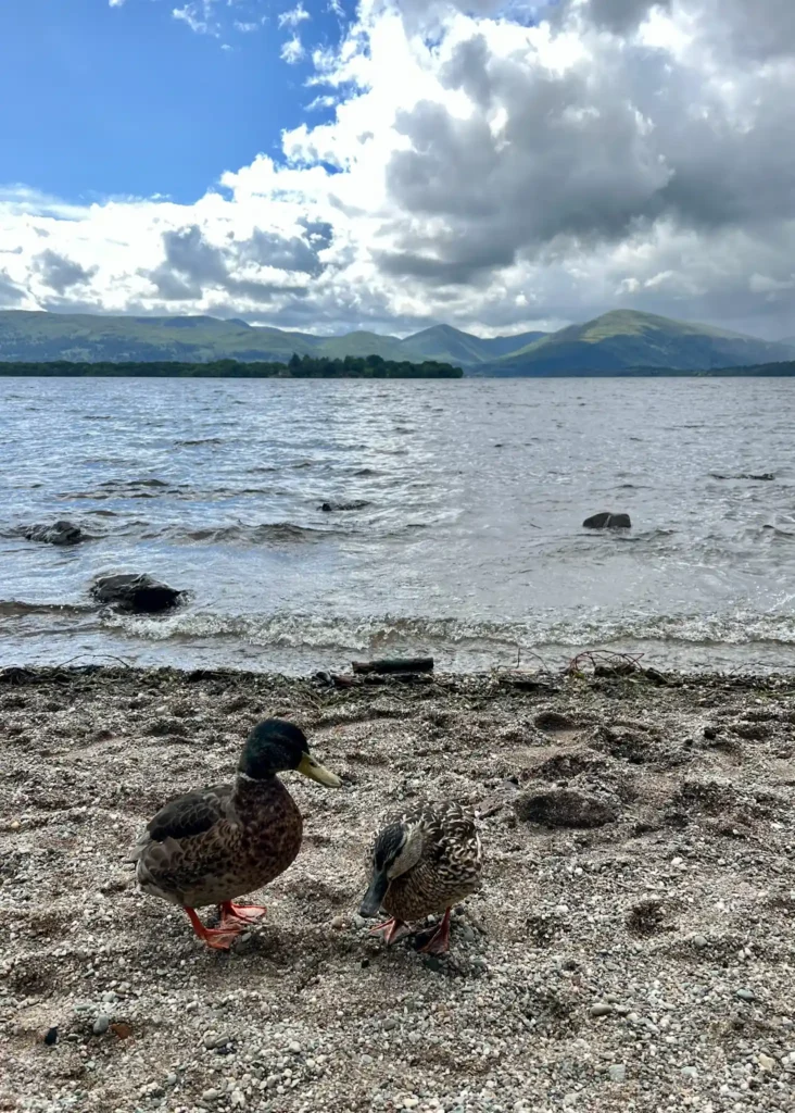 Two ducks on Milarrochy Bay near Balmaha with Loch Lomond in the background.