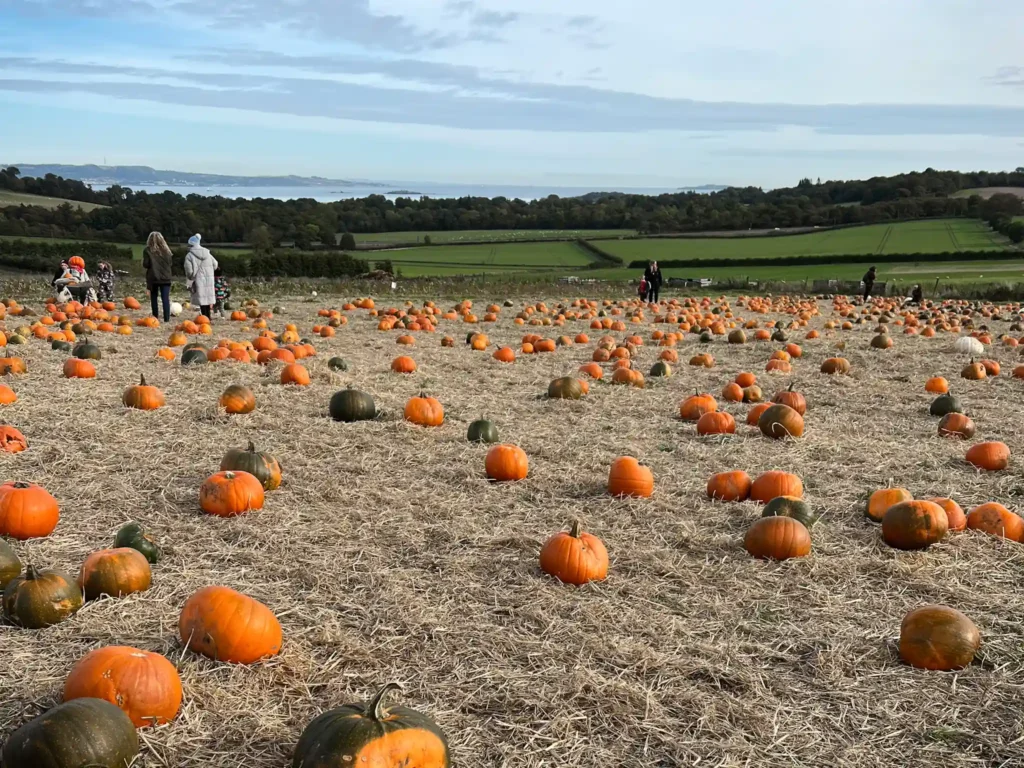 Field of orange and green pumpkins with hills in the background at Craigie's Farm.