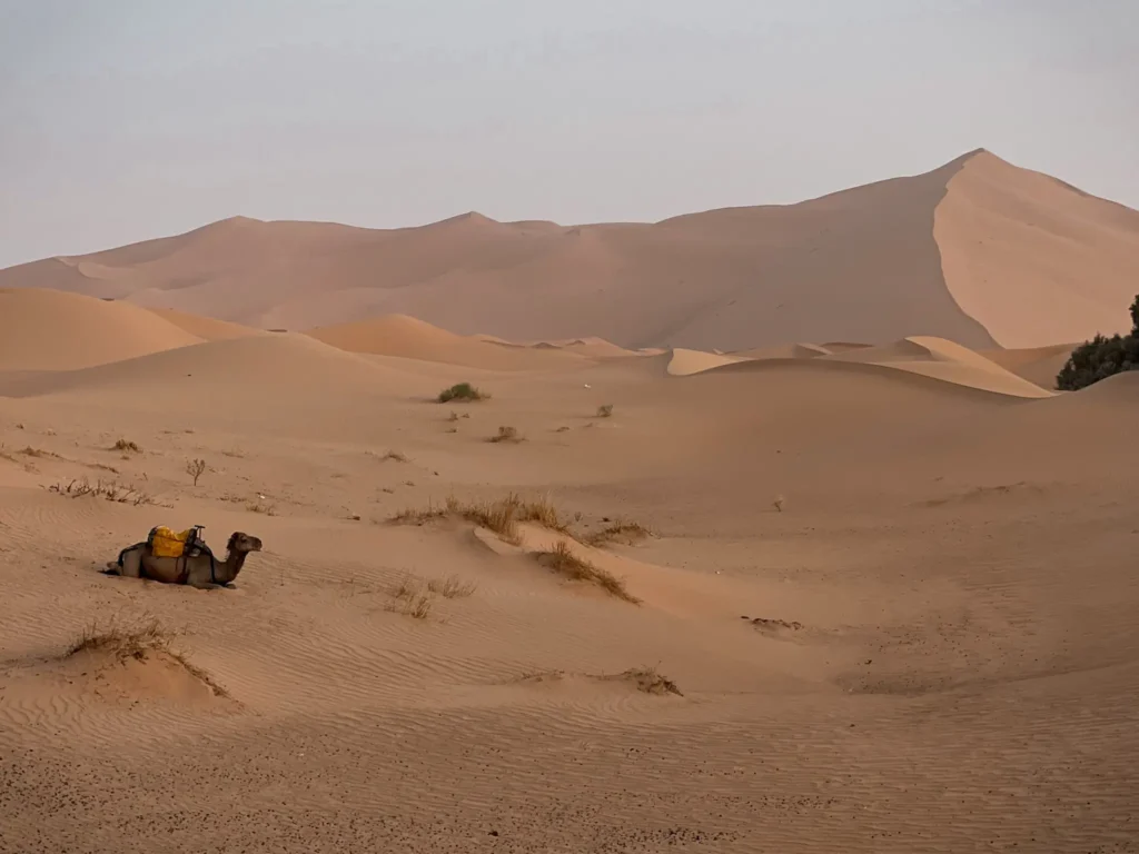 Camel sitting down in the Sahara Desert.