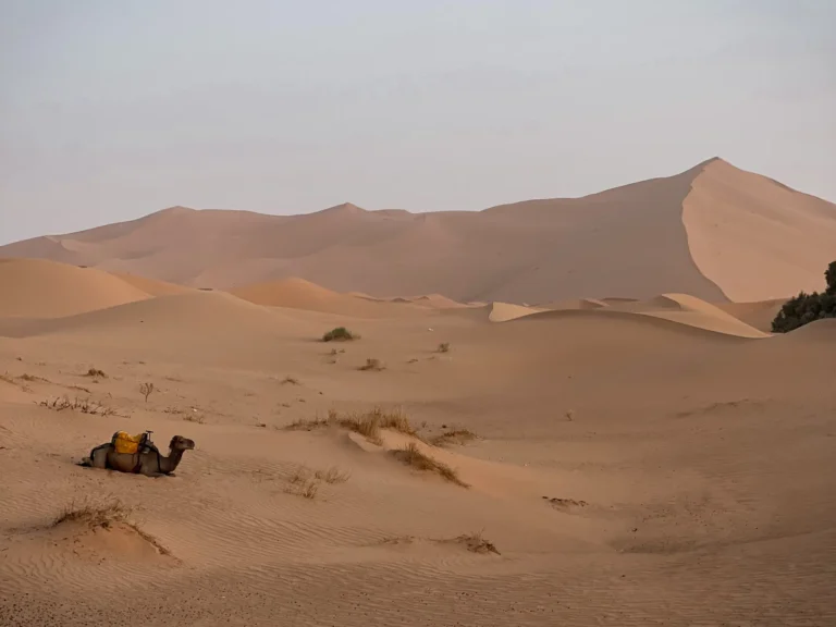 Camel sitting in the Sahara Desert with dunes in the background.