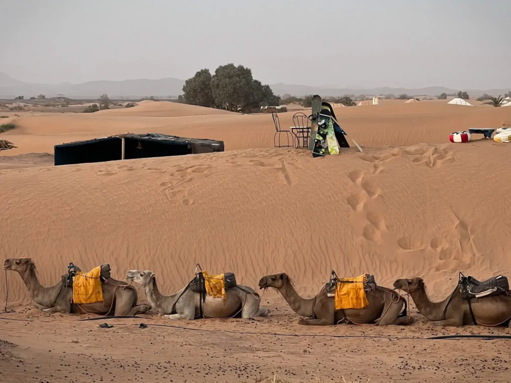 A caravan of camels in the Sahara Desert with sandboards on a nearby dune.