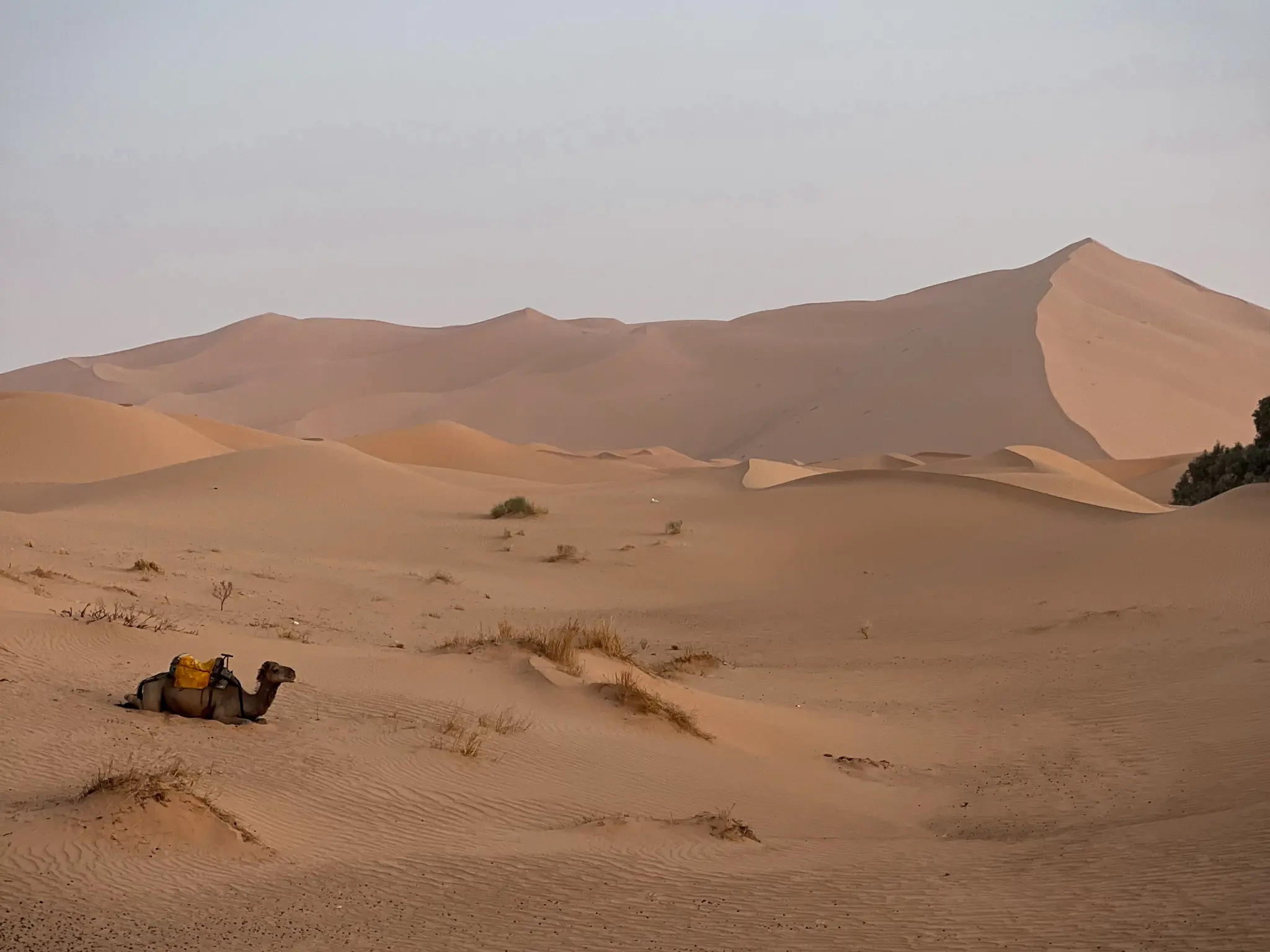 Camel sitting in the Sahara Desert with dunes in the background.