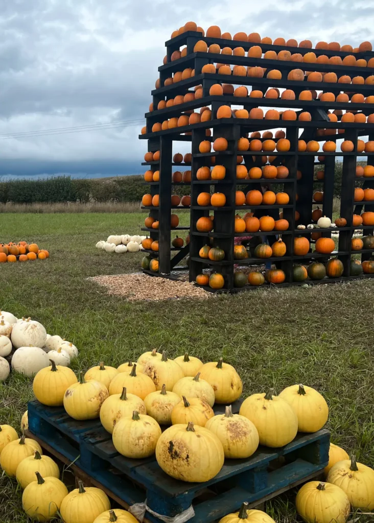 Pumpkin house with pumpkins surrounding it in various colours - yellow, white, and orange.