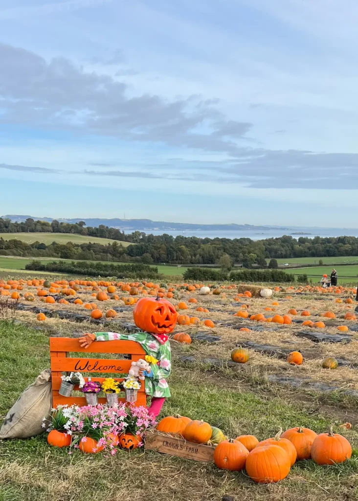 Craigie's Farm pumpkin patch with sea, trees, and fields in distance.