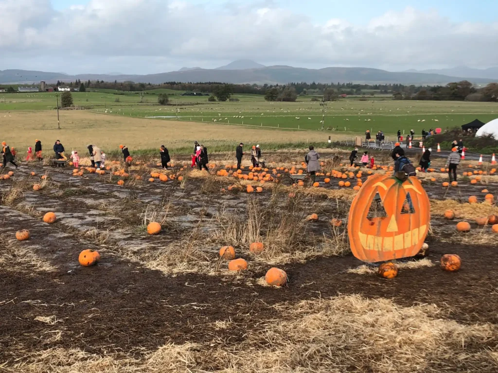 Muddy pumpkin patch at Arnprior farm with hills and fields in the distance.