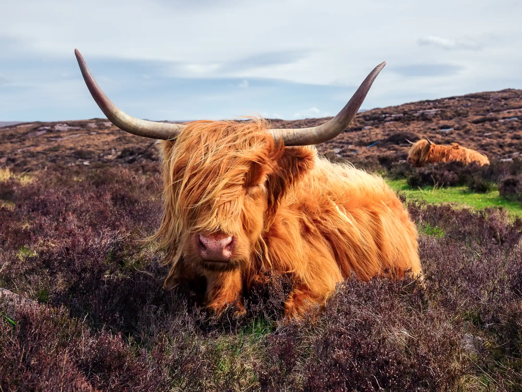Highland cattle on the applecross peninsula