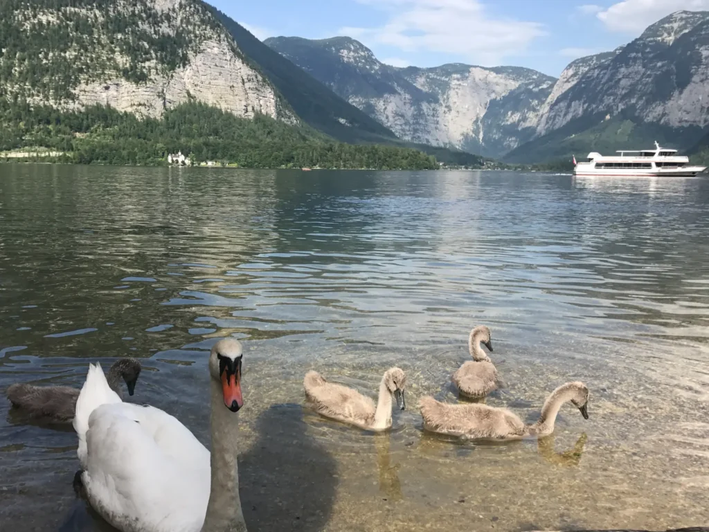 Swans and signets on Hallstatter See with boat in the background.